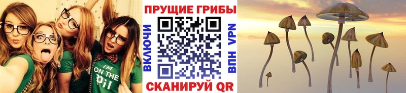 Купить где  Мамадыш  Галлюциногенные грибы Psilocybine cubensis 